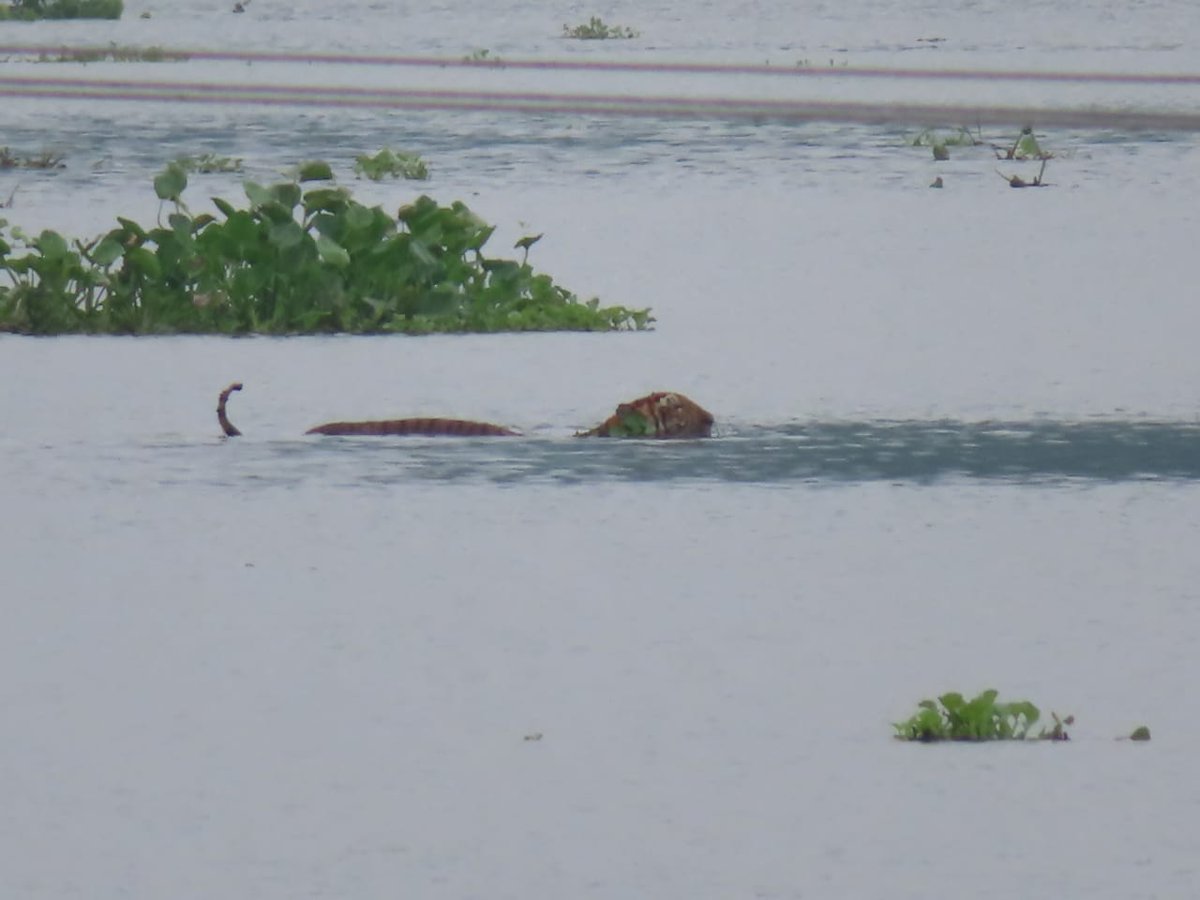 Yet another  #tiger that sought refuge near a house swam to safety under the watchful eyes of our team on location with  @kaziranga_ . Keep calm and give  #RightOfPassage to stranded distressed  #wildlife.  #AssamFloods  #AssamFloods2020  #KazirangFloods  @vivek4wild  @deespeak