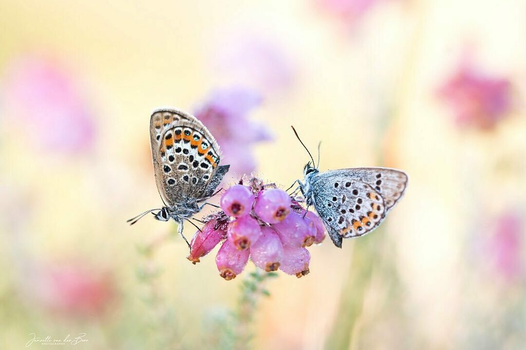 jannettevdboon's tweet photo. โ Together...โ
Found these two Silver-studded Blues together during a wonderful early morning trip this weekend.
#macro_vision
#kings_macro
#igbest_macros
#featured_macros
#cupoty
#macro_brilliance
#pretty_shotz
#bns_macro
#macro_highlight
#macro_mโฆ https://t.co/ILt5zjogig https://t.co/lDkB76R5iB