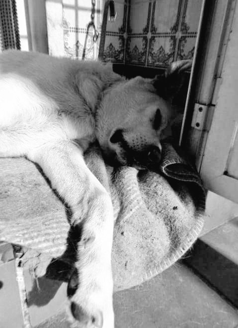 elviiiraaa11's tweet photo. Hasta que nos volvamos a ver compañero 💔

Te voy a echar de menos y querer toda mi vida ♥️🐶 https://t.co/AUNEubilyC