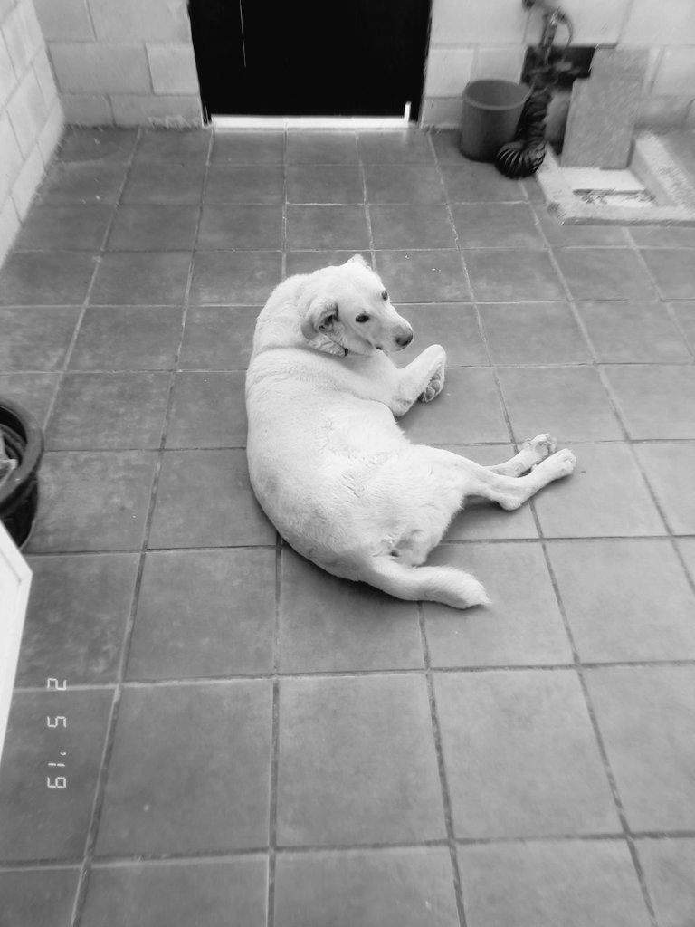 elviiiraaa11's tweet photo. Hasta que nos volvamos a ver compañero 💔

Te voy a echar de menos y querer toda mi vida ♥️🐶 https://t.co/AUNEubilyC