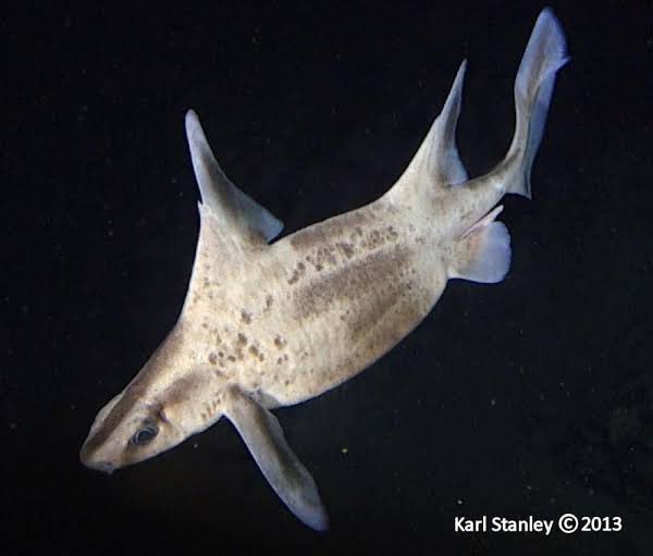 mcmsharksxx's tweet image. Happy #SharkAwarenessDay, Australia! Tell me your favourite “most obscure” #shark and why you love it so much. The #Caribbean roughshark (Oxynotus caribbaeus) has stolen my heart because of their weird shape!