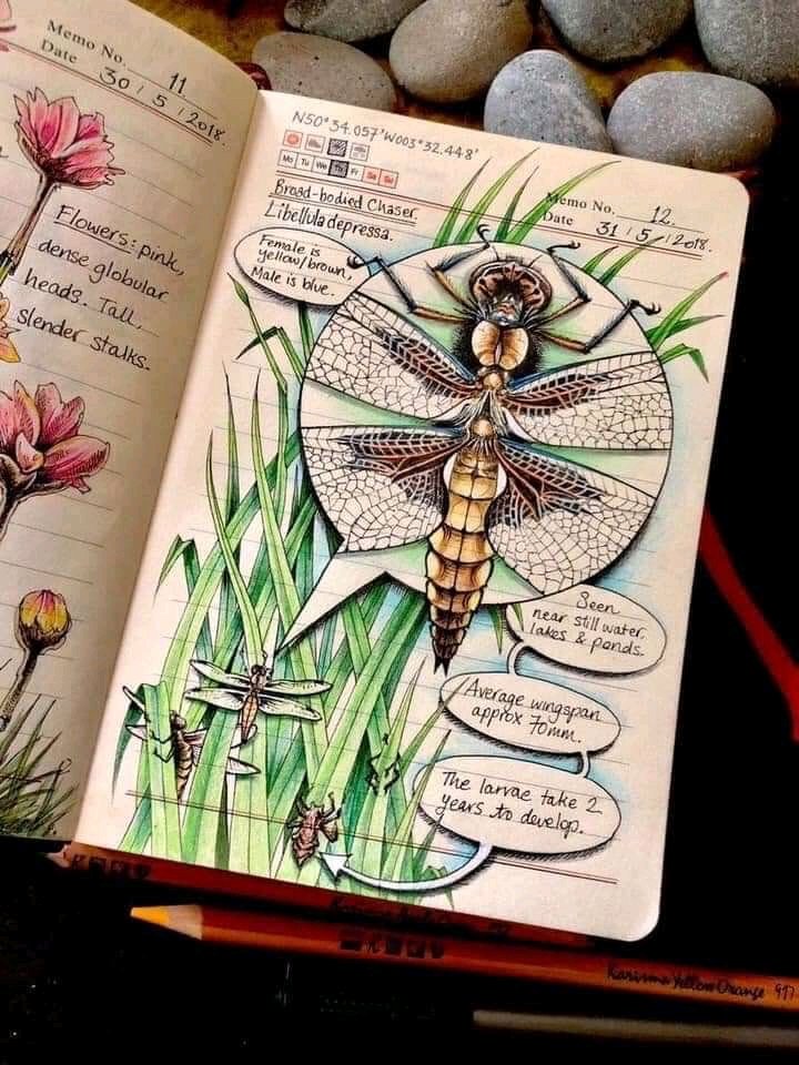 dekogama's tweet photo. Illustrations by @bernoid (Jo Brown)
#biology #mushrooms #birds #insects https://t.co/Fe3JwhxlTx