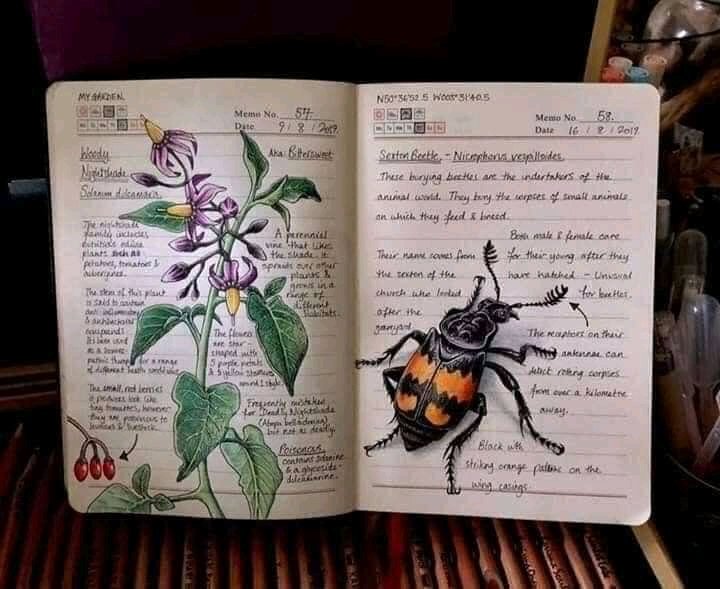 dekogama's tweet photo. Illustrations by @bernoid (Jo Brown)
#biology #mushrooms #birds #insects https://t.co/Fe3JwhxlTx
