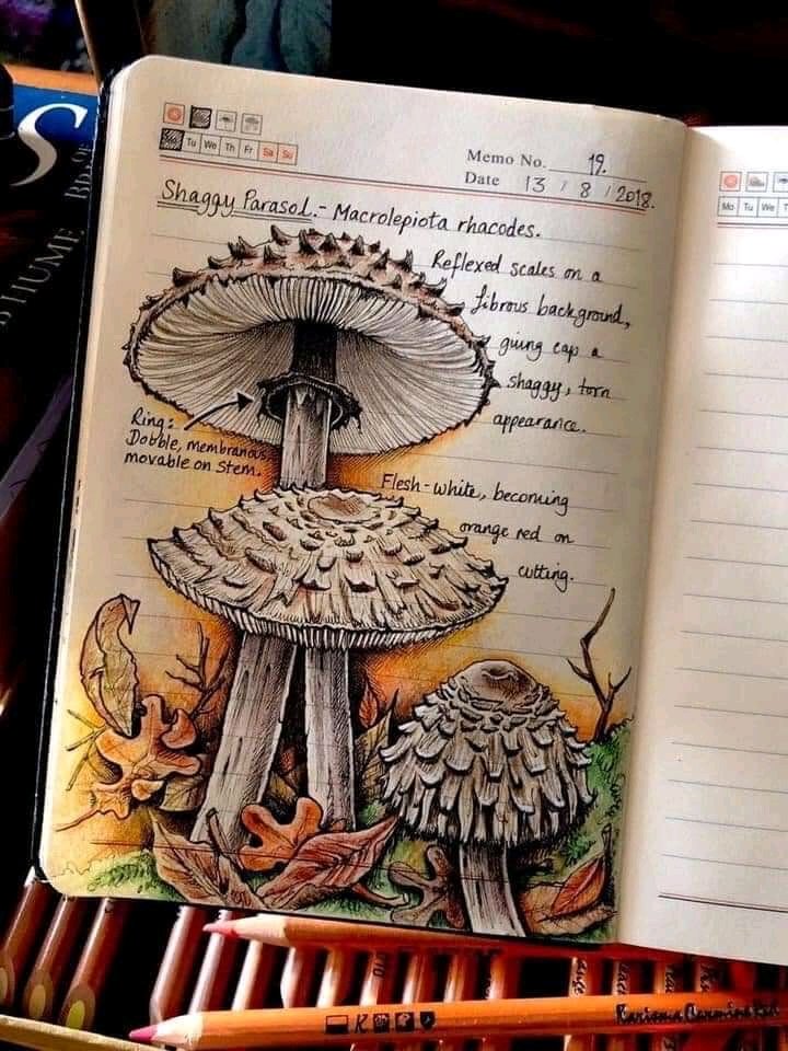 dekogama's tweet photo. #NatureIllustration https://t.co/qh5Cderq2H