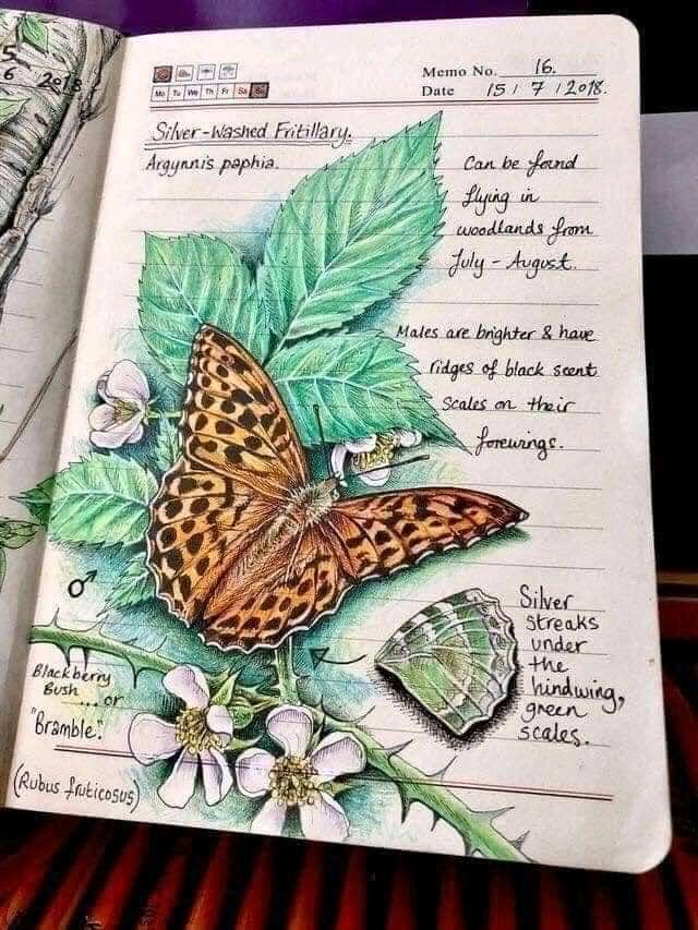 dekogama's tweet photo. #NatureIllustration https://t.co/qh5Cderq2H