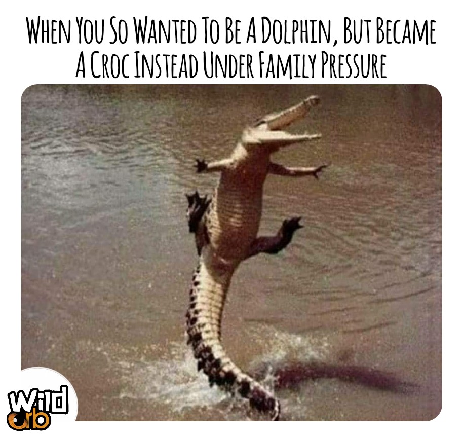 WildOrbOfficial's tweet photo. #Dolphin #Crocodile #Familypressure #Comedy #EnglishMemes #Quarantine #Lockdown #COVID19 https://t.co/Ou2MNMajCu