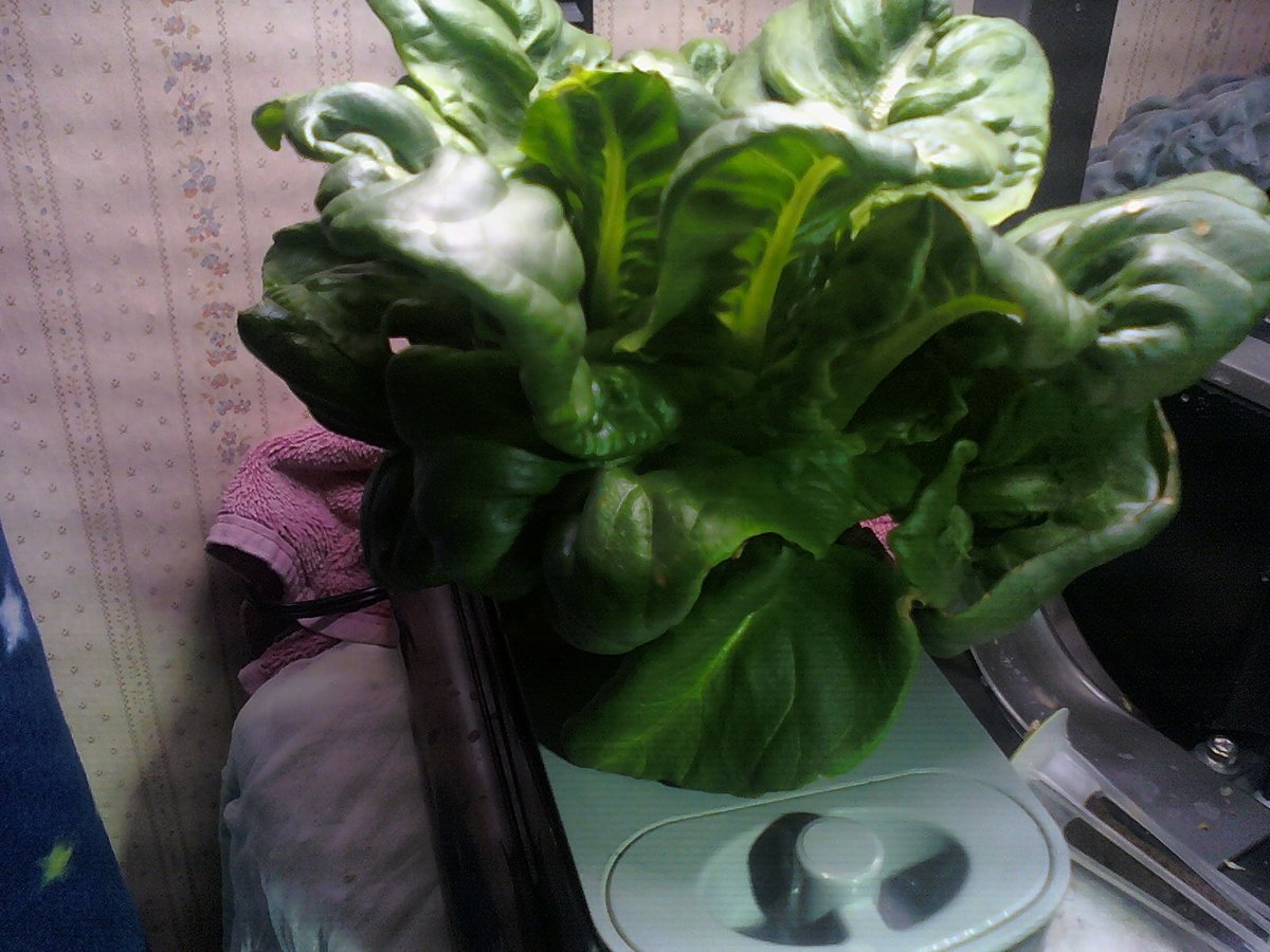 101) A bit late for the update, but better late than never!I have a couple of new lettuce varieties I've not grown before. I'm growing them in  #Aerogarden Sprouts.1st pic: Deer Tongue Lettuce; 2nd pic: Rouge d'Hiver Heirloom Lettuce.I expect to update Tomatoes tomorrow.