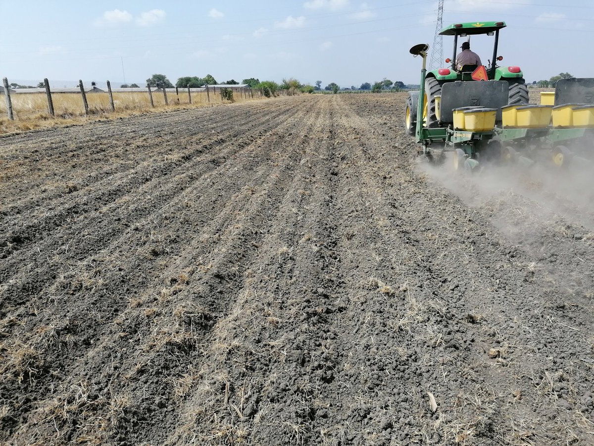 xochicentli's tweet photo. Área de extensión en el municipio de la barca Jalisco, en donde se estableció los híbridos B3732, B3706 y su nuevo material 3715 de @BrevantSemillas en camas angostas @Hub_INGP @xochicentli @ACCIMMYT  @perezgomezjesus https://t.co/EHgUNJy3pL