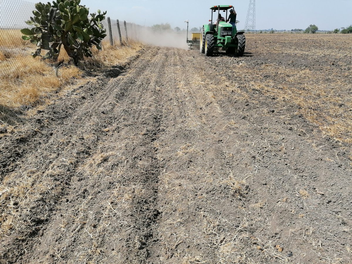 xochicentli's tweet photo. Área de extensión en el municipio de la barca Jalisco, en donde se estableció los híbridos B3732, B3706 y su nuevo material 3715 de @BrevantSemillas en camas angostas @Hub_INGP @xochicentli @ACCIMMYT  @perezgomezjesus https://t.co/EHgUNJy3pL