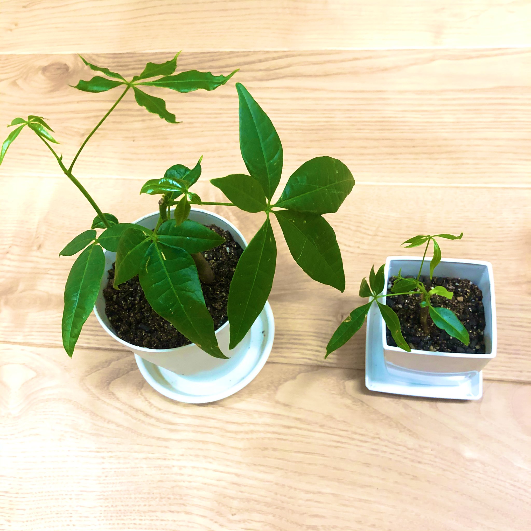 100均観葉植物 Twitter Search Twitter