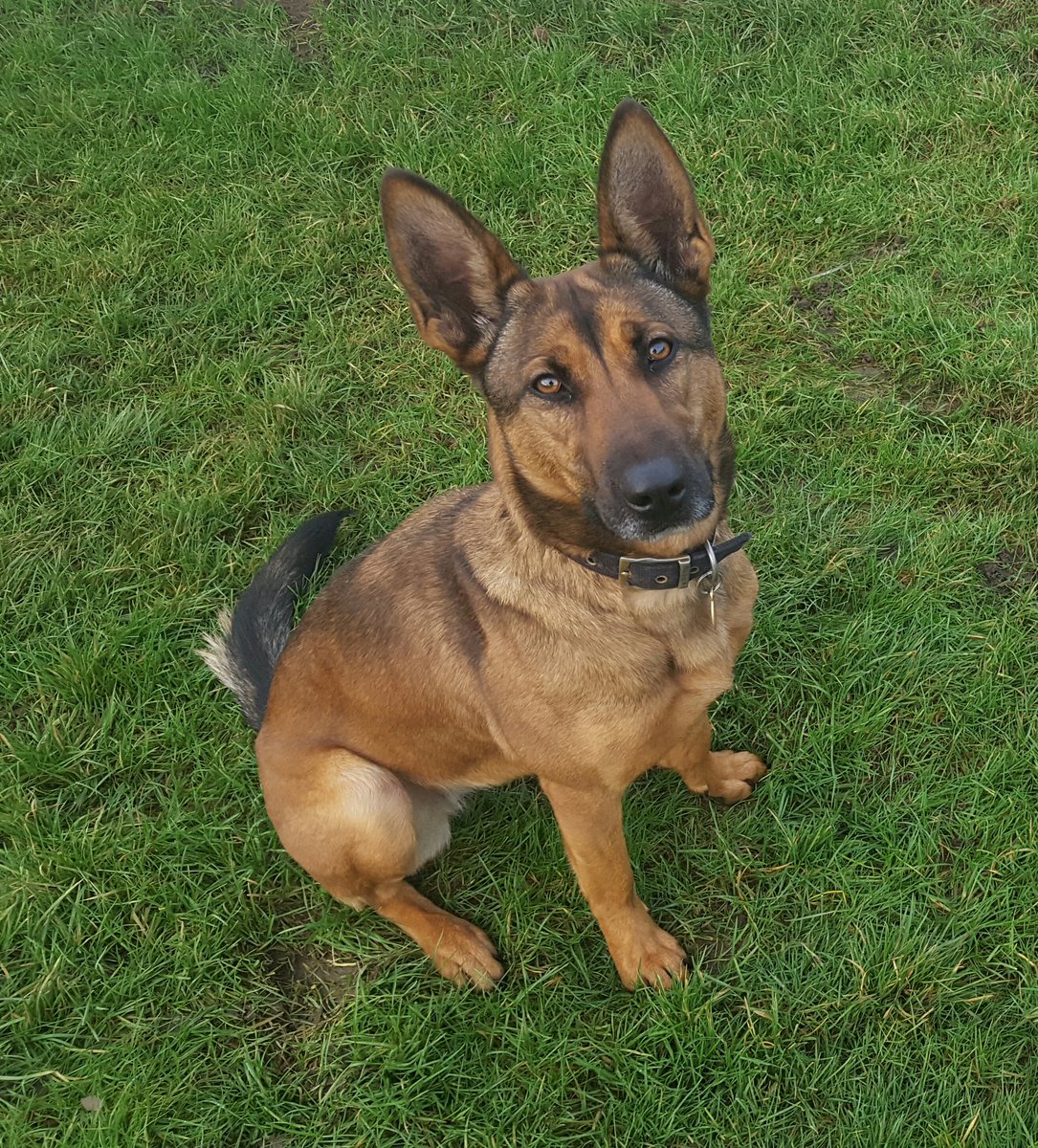 K999Cops's tweet photo. Overnight PD Gremlin &amp; handler responded to a burglary in progress in #Droitwich @SWorcsCops. PD Gremlin tracked through an estate locating a suspect still in possession of numerous stolen items &amp; a 12 inch kitchen knife concealed on them. @DroitwichCops @SuptBrighton https://t.co/82zuZpg4j7