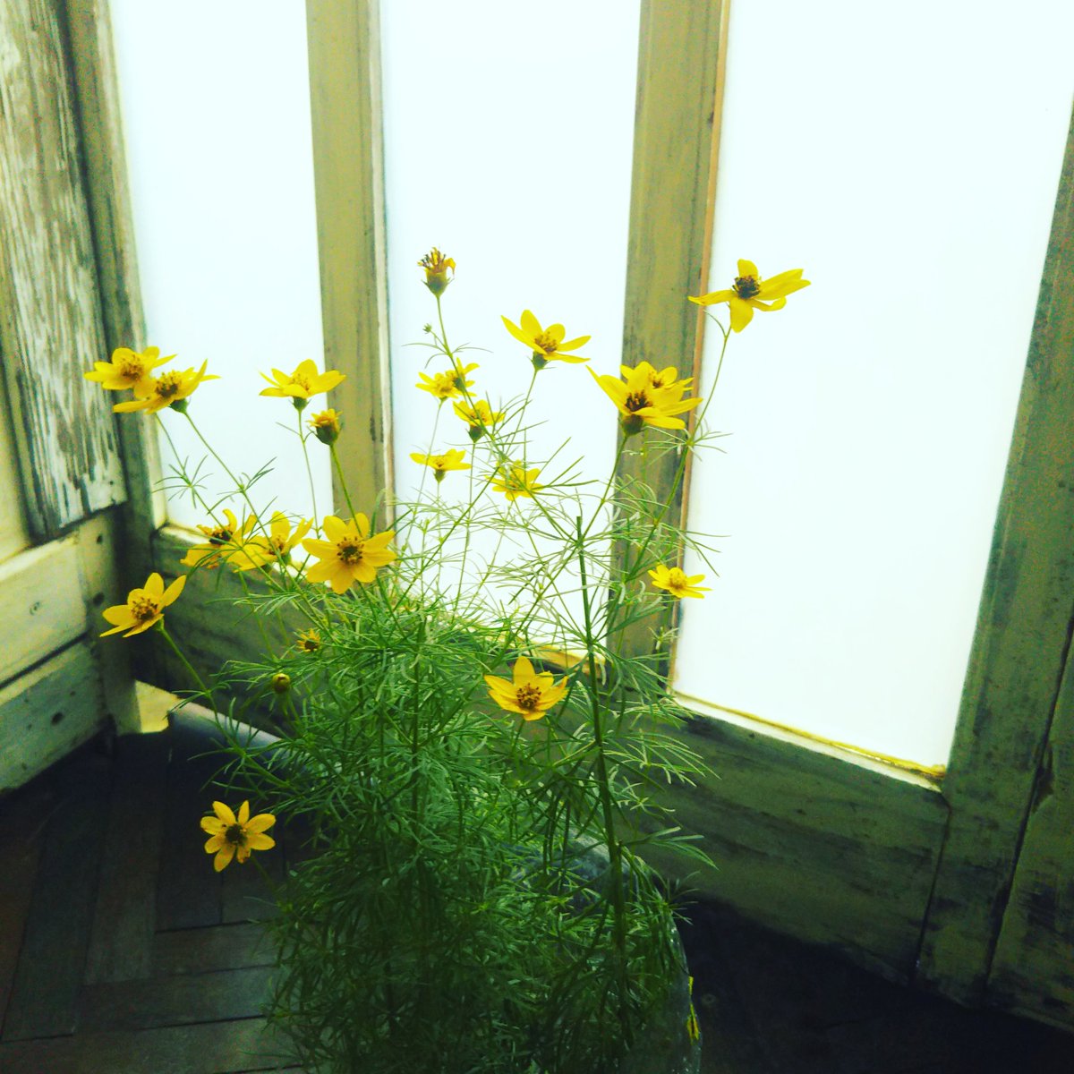 siwastudio's tweet photo. 糸春車菊  #黄色いはな https://t.co/1v1d8ijrWn
