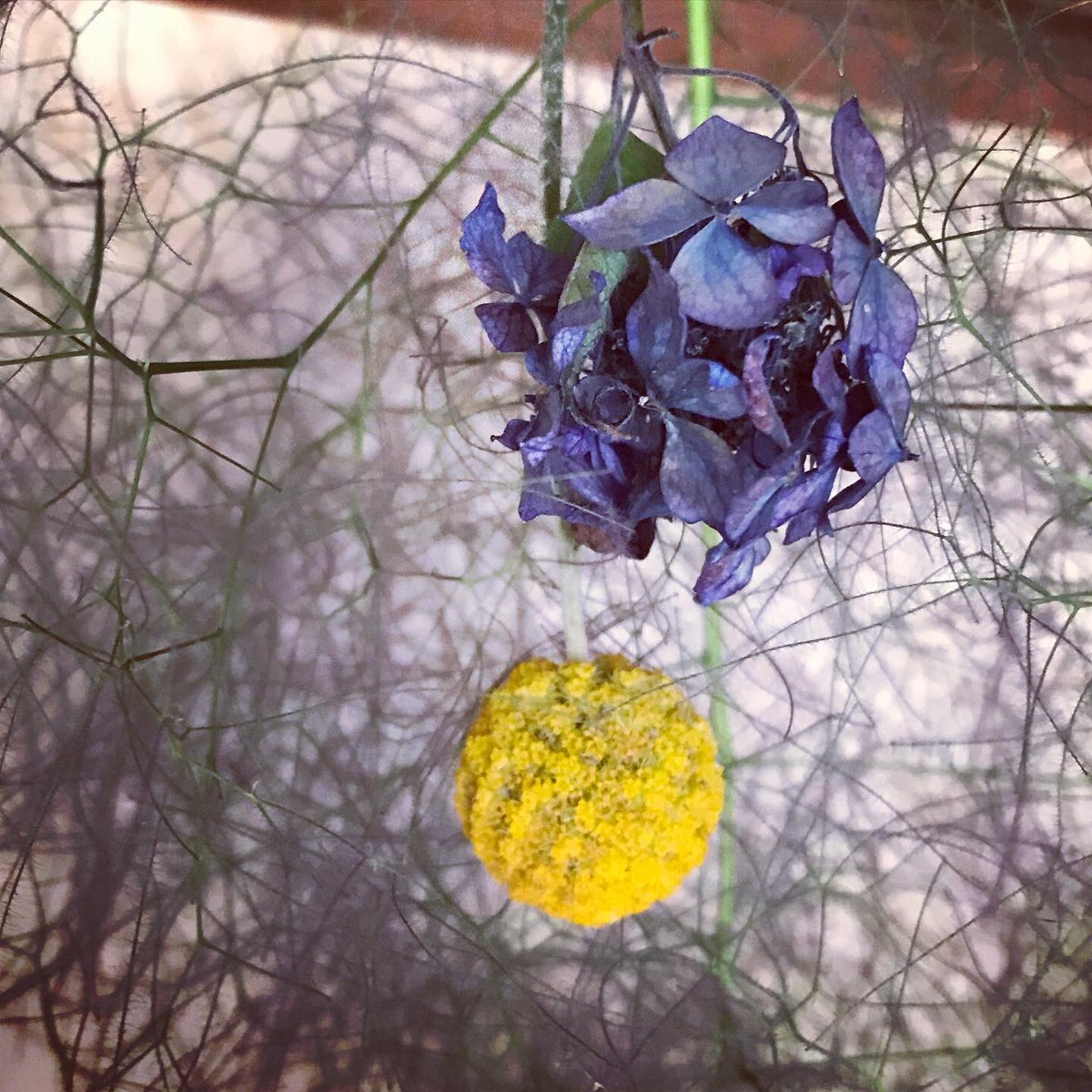 小松 美智子 陶芸作家 庭の花でドライフラワーに挑戦です 山アジサイをドライにしたら キュッとまるまって小さくなりました 一昨年植えてやっと花がついたスモークツリー うちのはフワフワじゃないタイプでした フワフワも紫色で大人っぽい かすみ