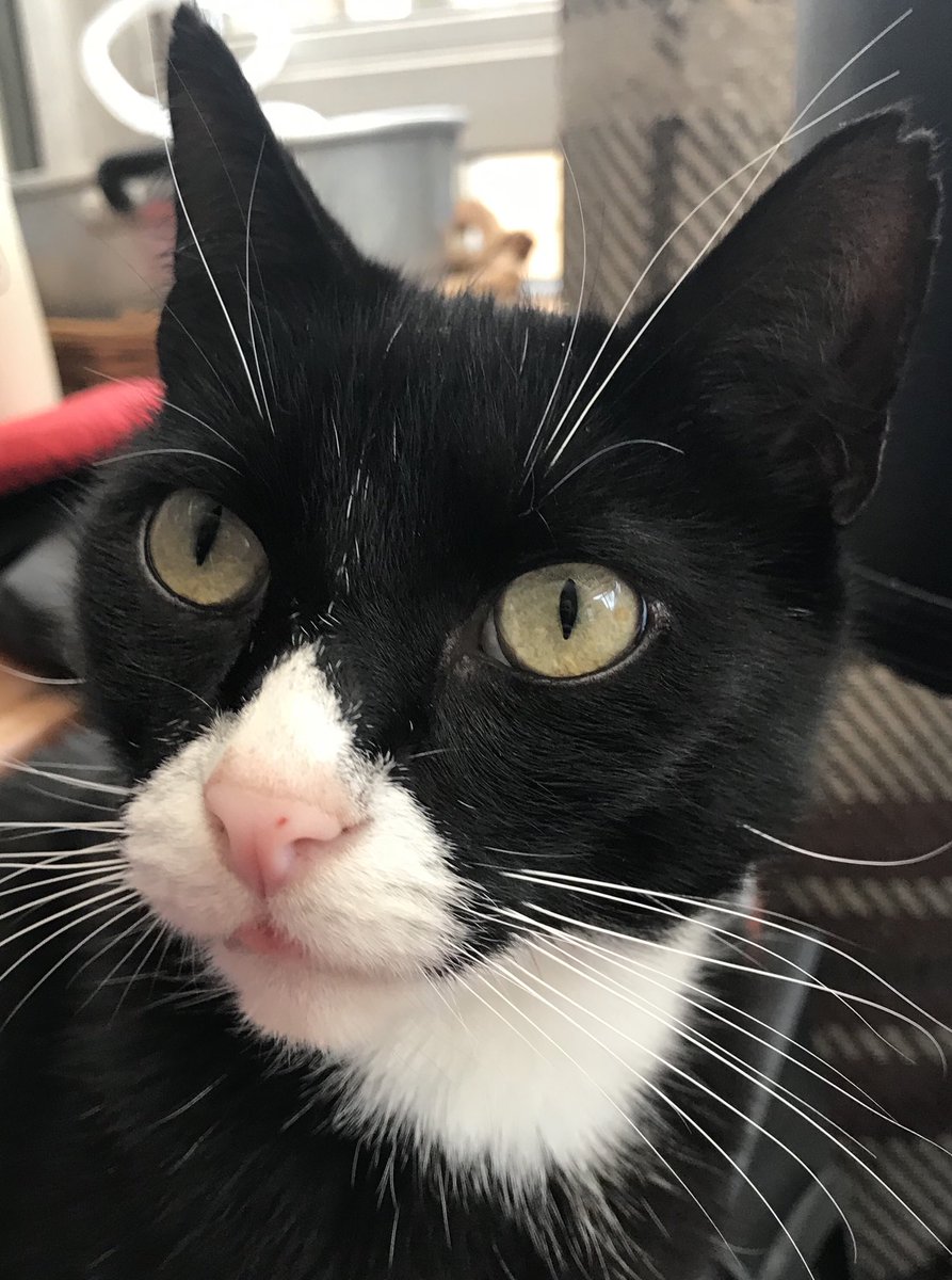 RunsWithPencil's tweet photo. #sharethefloof #CatsOfTwitter #tinyblep #blockPETA https://t.co/ja2haiHwv7