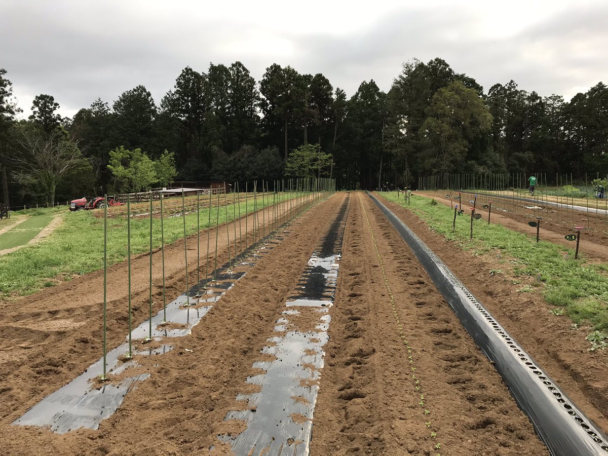 thefarm_katori's tweet photo. 約2か月でこんなにも成長しました🌽
左からさつまいも、ししとう、��オクラ、とうもろこし、ゴボウ
まもなく収穫開始です😆　

#ザファームの日常
#ザファーム　
#成長記録 https://t.co/pGXuvVq7QA