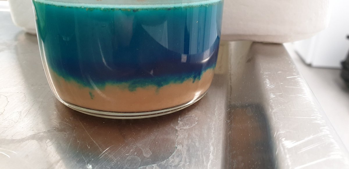 HelenJoanRushby's tweet photo. Before I mixed the food dye in, my fly food looked like the beach 🏖 #labart #biology #Drosophila #MirthLab @MonashBiol https://t.co/KCsoVozy5I