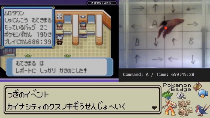 熱帯魚のプレイするポケモンがバズる チャンネル登録者数は10日で80倍 Youtubeニュース ユーチュラ