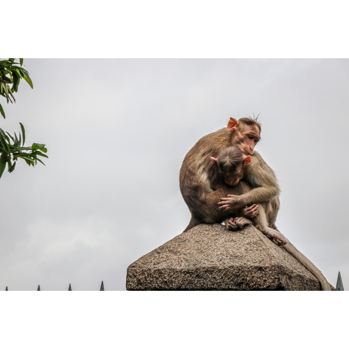 SahaniKush's tweet photo. “Emotions are the gifts of our ancestors. We have them and so do other animals. We must never forget this.” ― Marc Bekoff 
-
Shot on Canon 80D @Canon_India #capturedoncanon
-
#wildlifephotography #wildlife #NaturePhotography
@incredibleindia @maha_tourism @natgeowild @BBCEarth https://t.co/n5qe03697J