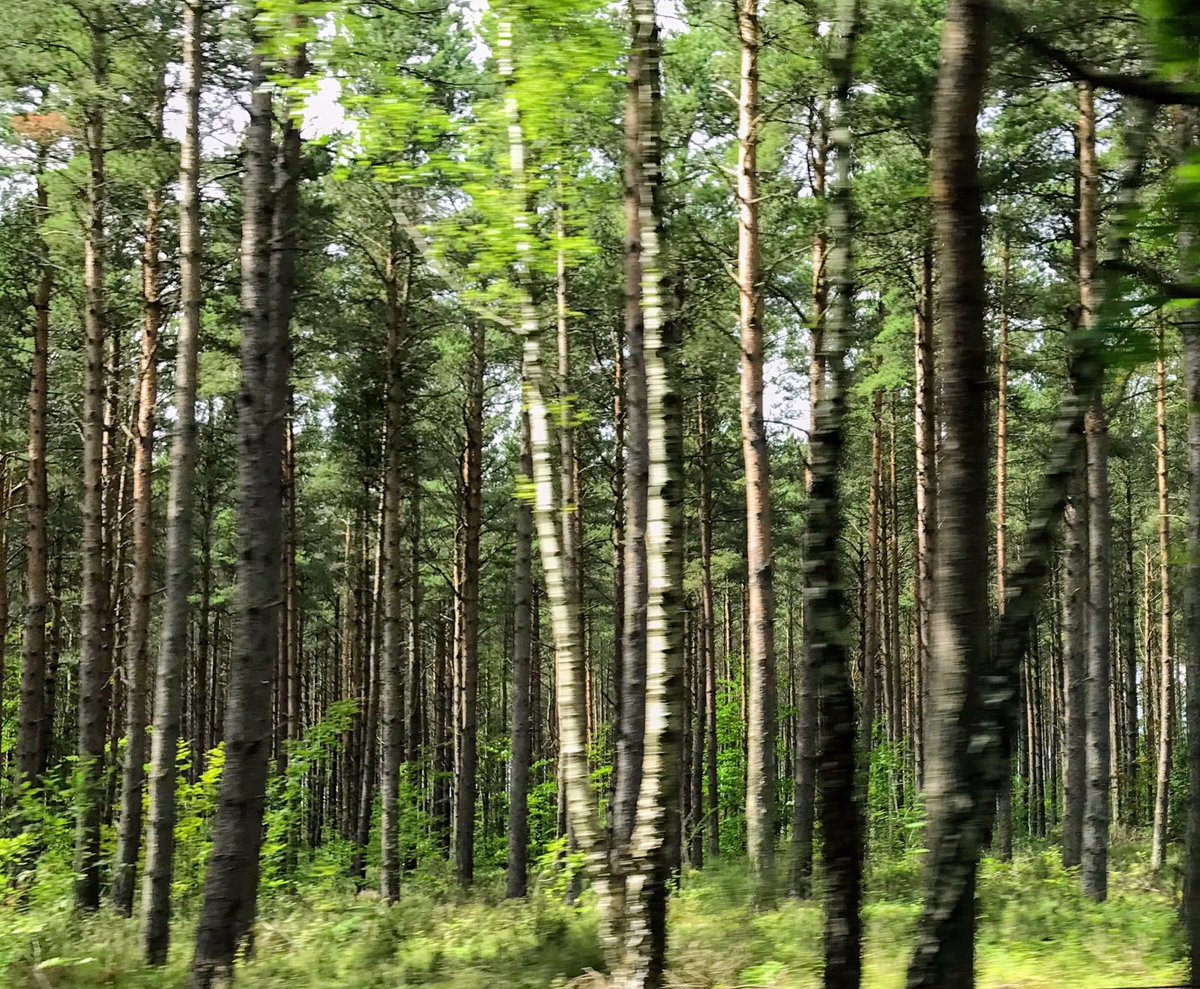 cloudymamma's tweet photo. There are challenges in life where you can’t see the wood for the trees 🌳 stay positive, all things pass. Happy Tuesday! @ThePhotoHour #Scotland #nature #tuesdayvibes #motionpic #loveukweather https://t.co/YyTkKBCScd