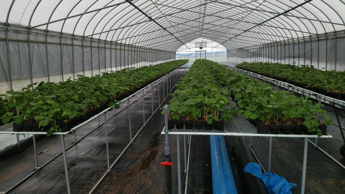 アスカ あすかファーム バジル定植 左が普通のバジル 右がホーリーバジル 挿し芽してたから植えるの遅れてでかくなっちまった アスカ あすかファーム バジル定植 左が普通のバジル 右がホーリーバジル 挿し芽してたから植えるの遅れてでかくなっちまった