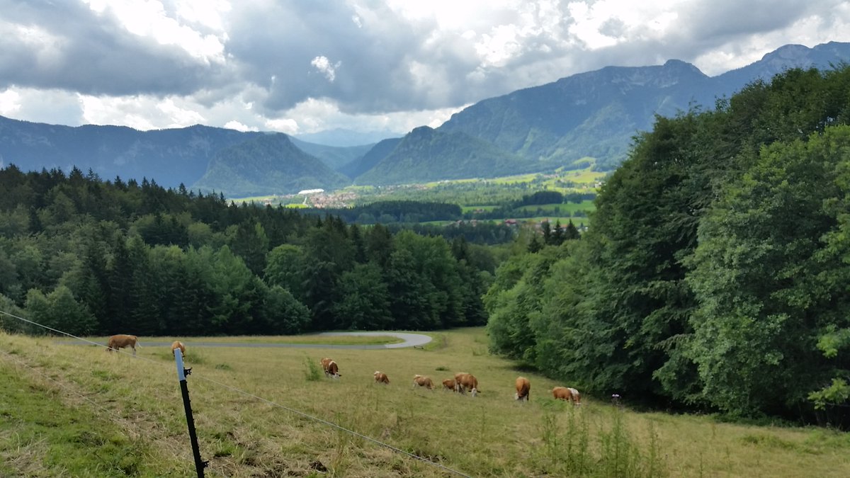 Inzell_Urlaub's tweet photo. Fröhliche Kühe in Inzell. 🐄 Was wären unsere Almen und Wiesen ohne Kühe? Genau: Ein Stück Tradition ärmer! 😍
Heute internationalen Ehrentag der Kuh. 
...
#inzellimchiemgau #chiemnow #bauern #natur #landschaft #milch #urlaubbayern #urlaubchiemgau #urlaubinzell #kuh https://t.co/NWw3jtk0rl