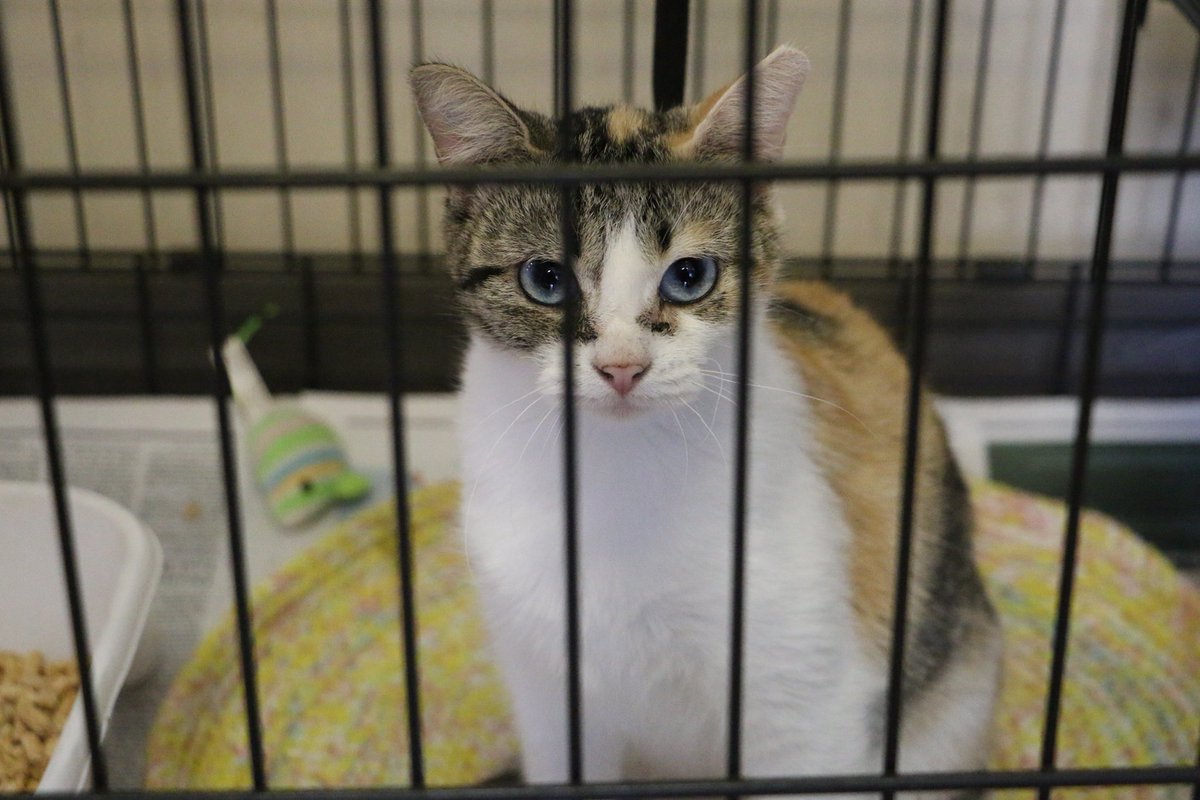 Gorgeous blue-eyed calico in #MarshallTX at City of Marshall Police Department’s Animal Control & Shelter needs adoption/rescue quickly please! Adopt! Pledge for rescue! VERY URGENT!
facebook.com/FriendsOfMA/ph…