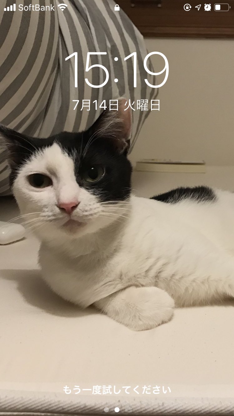 うめちゃん 捜索中 7月14日 去年野良猫を保護した やっと家族になれた先週から発情期 やっと治ったのだもしもの為に河内長野市南花台の動物病院に避妊手術に 今朝9時に連れて行った 12時半に電話あり 9時半に病院の窓が開いていて逃げたと 言われました 私