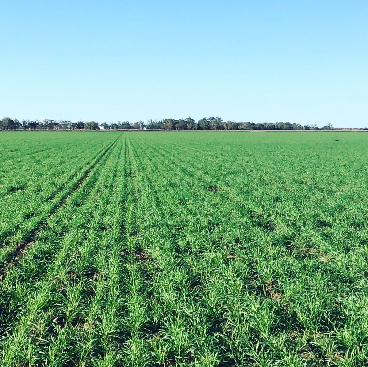 Tallawanta's tweet photo. Combine sown #Sunprime wheat after recent rain. #lowtech https://t.co/O7jTmfNK0x