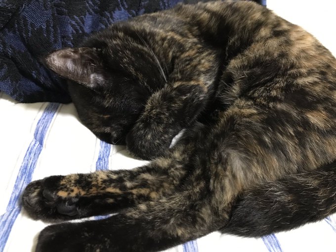 サビ猫のtwitterイラスト検索結果 古い順