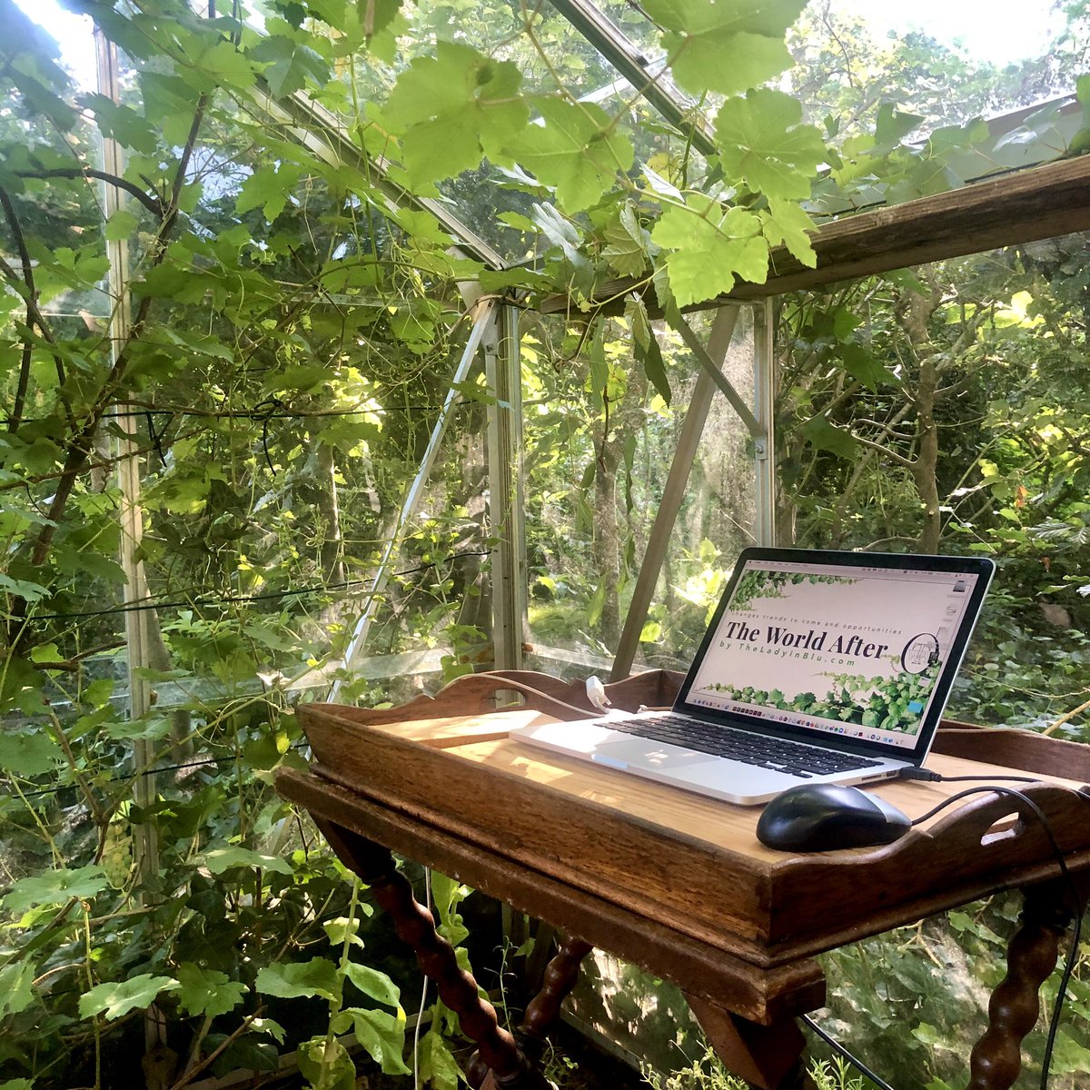 theladyinblu's tweet photo. The Greenhouse  build as a hub for the online office for ‘The World After’ now serves as a hub for her online office.

We even can’t imagine going back to an normal office of ‘The World Before’ #theworldafter #thegreenhouse #theladyinblu #office2020 #onlineoffice #trendforecaster https://t.co/0MxekQwFDH