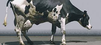 Lameness in dairy cows is a significant stressor!

It causes reduced MILK PRODUCTION and impaired REPRODUCTIVE performance
A Dr DAN scan reveals on an ongoing basis the association between reproductive performance and leg/feet injuries