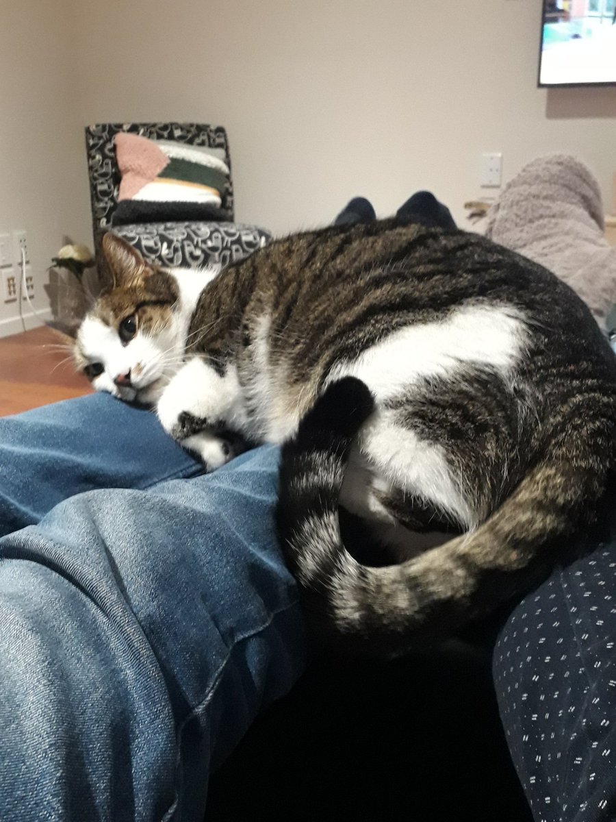 howareyourlungs's tweet photo. So, uh, it's been a while.

Went home for a month and got to hang out with this softie 😍

Also, I got Disney+ purely for Hamilton and it's even better than I ever could've dreamed of. https://t.co/gpHCUDsCle