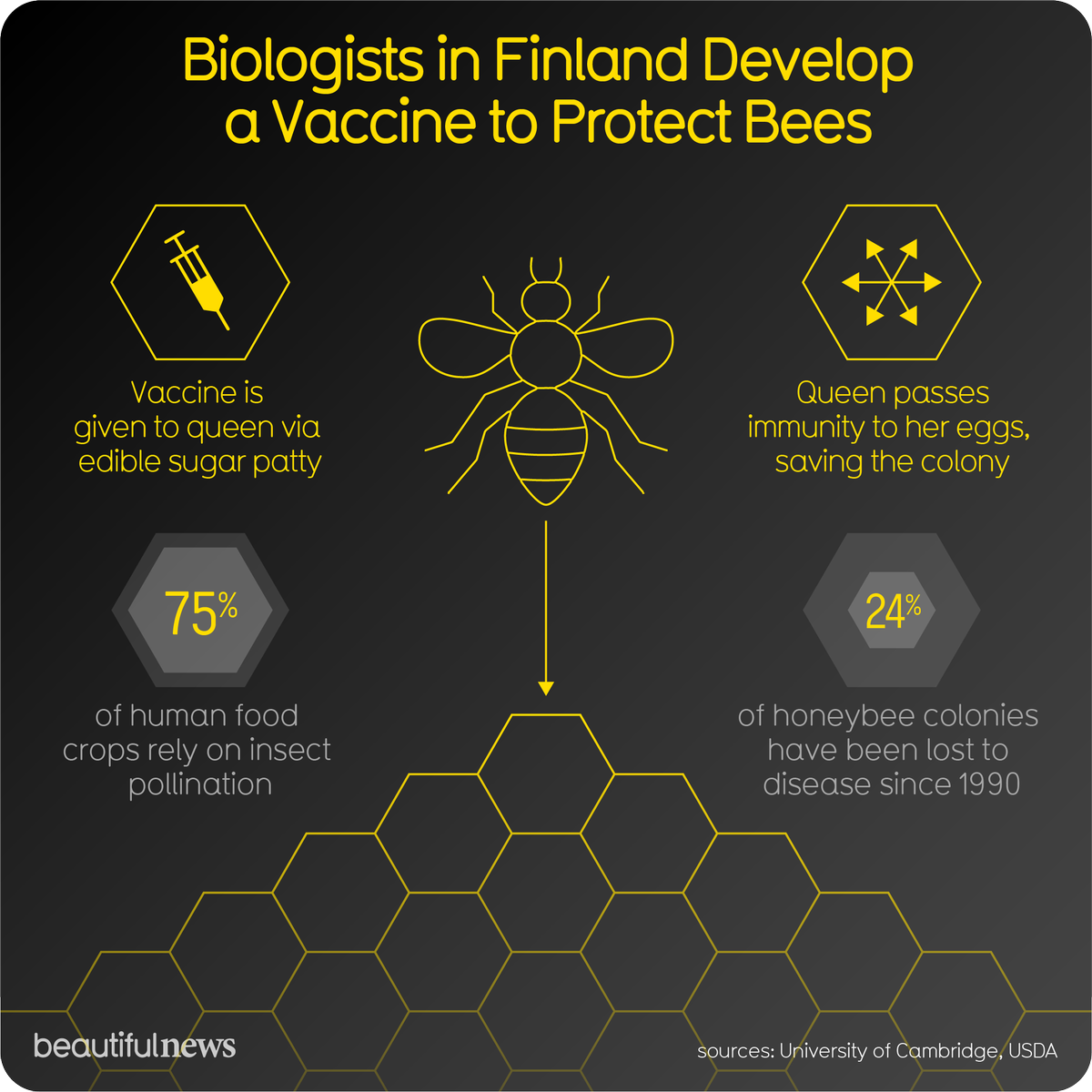 CalforFinance's tweet photo. Bees are crucial for biodiversity and food security. The disease known as foulbrood poses a real risk to them. But the vaccine, PrimeBee, really works and it proves we can immunise insects from infection.
#nature #bees #vaccine #biodiversity 

Source: https://t.co/D2W6UvvHbE https://t.co/Vhkel79r91