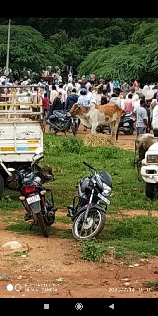 SandeepMamidi6's tweet photo. #Nosocialdistance #NoMasks 
Huge crowd in sardarnagar cattle market which is happening every Tuesday
#KTR,#harishraosir look into it,  as most of the people come from Maharashtra and TN where there is a huge cases from these states, primary contact may start because of market https://t.co/Ck2HlEMPru