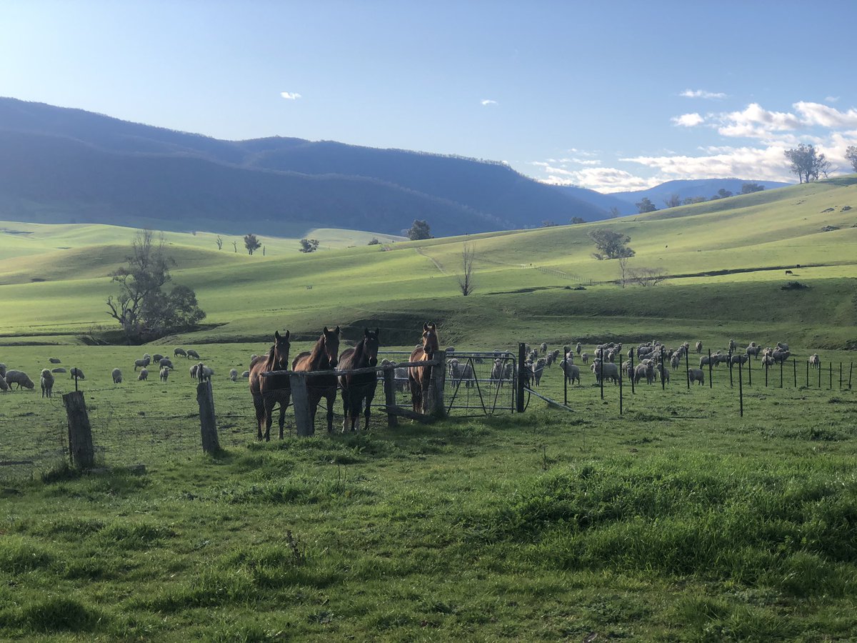 Fannylumsden's tweet image. All animal conference in the corner paddock at 3pm. Not shown: the cows. They were running late but on their way #farmlyfe #takingstock #uppermurray