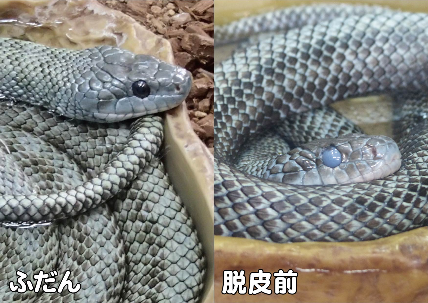 上野動物園［公式］ on X: 