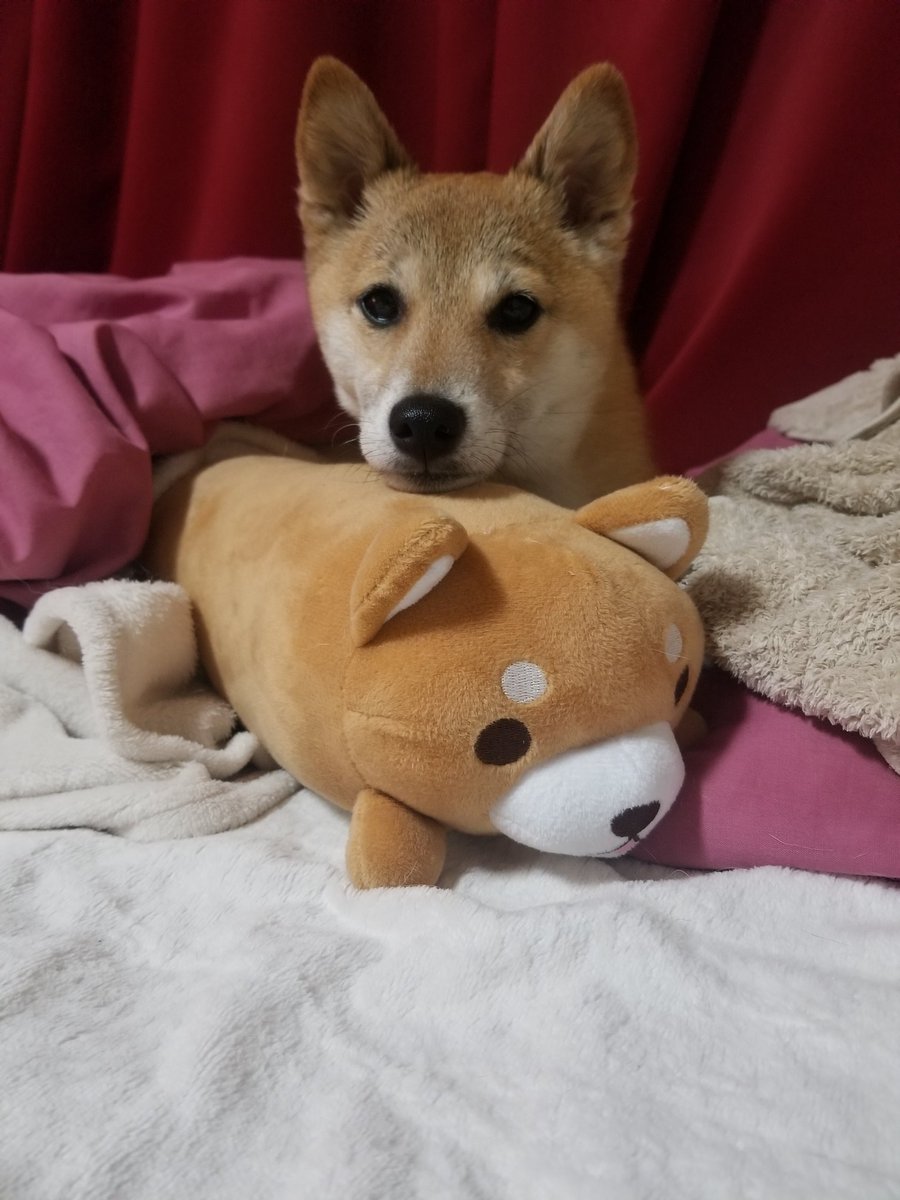 haruko0127's tweet photo. しば&しば♥️
#shiba #shibainu #mameshiba
#柴犬 #豆柴 #しばけん #しばいぬ
#豆柴はるこ #shibastagram #instashiba #dogstagram #shibadog #shibalove #shibalovers #shibainulove #shiba_snap #shibapuppy #shibafans #mameshibalove https://t.co/bOz07P4swL