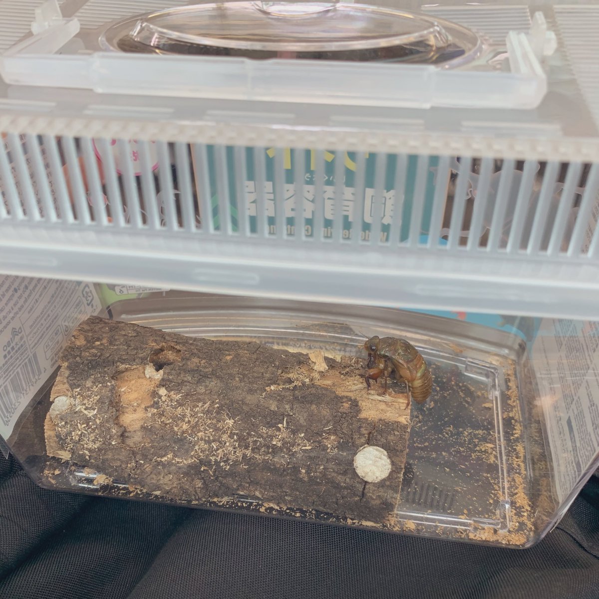 ダイソー 虫 かご 100均ダイソーの虫かごはサイズ豊富 夏の昆虫採集を楽しもう ダイソー 虫 かご 100均ダイソーの虫かごはサイズ豊富 夏の昆虫採集を楽しもう