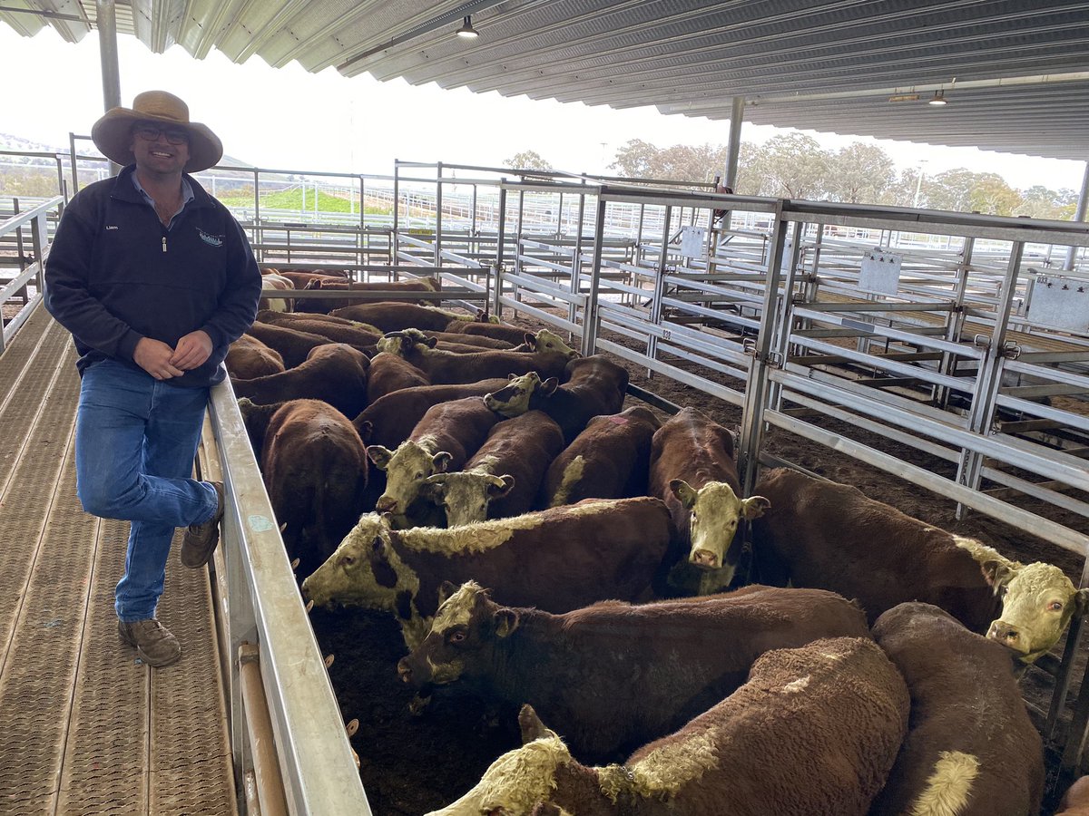 Liam Murphy Kevin Miller Whitty Lennon &amp; Co pictured with 27 Poll Hereford Cows which made 302.2c/kg, averaging 637kg to return $1,926/hd at the #CTLX Prime Cattle Sale. Congratulations to vendor Rolmac Family Trust. 

All results: bit.ly/2UqRP4I