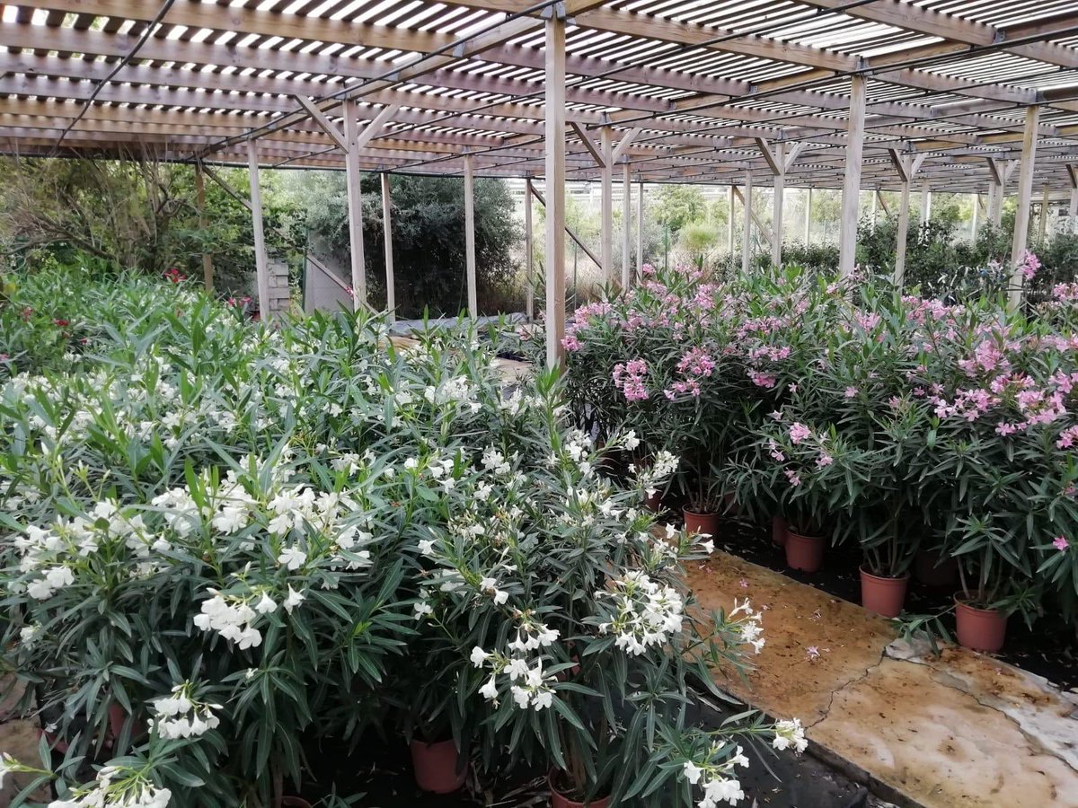 ViveMontecarlo's tweet photo. Os recordamos que durante todo el mes de #Julio podéis beneficiaros de un 20% de descuento en nuestras #adelfasenflor. #viveelvivero #Zaragoza #Julio #oferta #amigosMontecarlo #plantasdetemporada #plantasdeinterior https://t.co/sPxTnqlZ9I