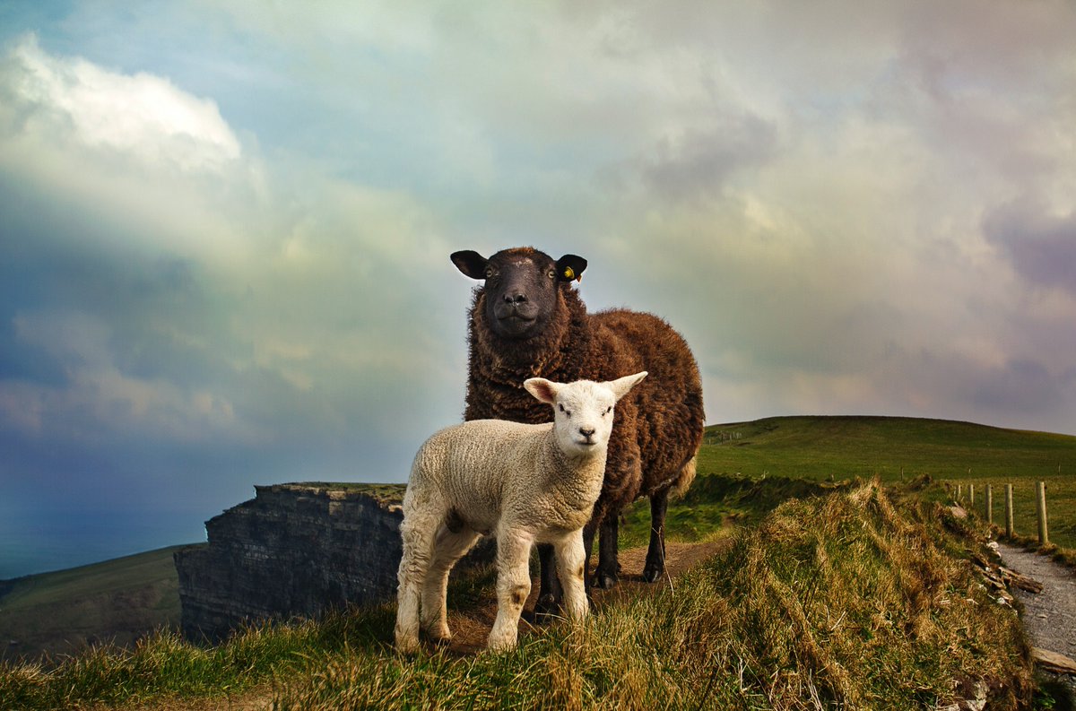 ThomasGabrielTN's tweet photo. ☘️WANT TO COME TO IRELAND WITH ME?☘️Dreaming of a trip to Ireland? Why not come on Tour to #Ireland with me?! For more details head over to: https://t.co/2tRIF6fxTR  #IrelandTrip 🇮🇪 https://t.co/j4gtOCjNC3