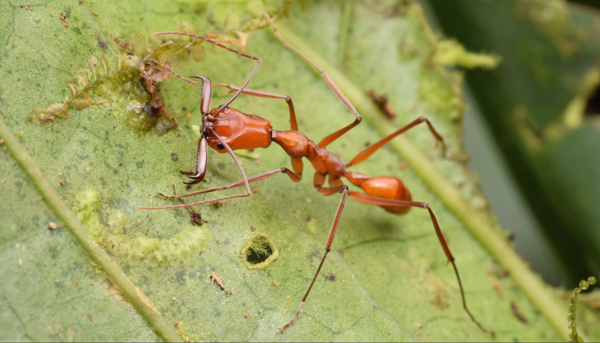 myrmecoPhil's tweet photo. Meet Odontomachus davidsoni! We just described this beauty of a trap-jaw ant from the @jocotoco_org Reserve Río Canandé Ecuador. Thread! (1/3) https://t.co/gUHQiwB74l