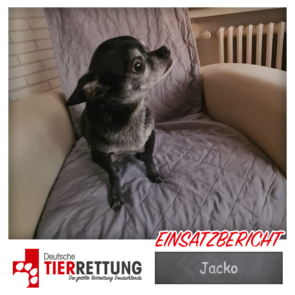 DtTierrettung's tweet photo. Tierrettung Einsatz: Jacko in Heiligenhaus - https://t.co/euYDZ8QHd8 https://t.co/60VjLyI5Tu