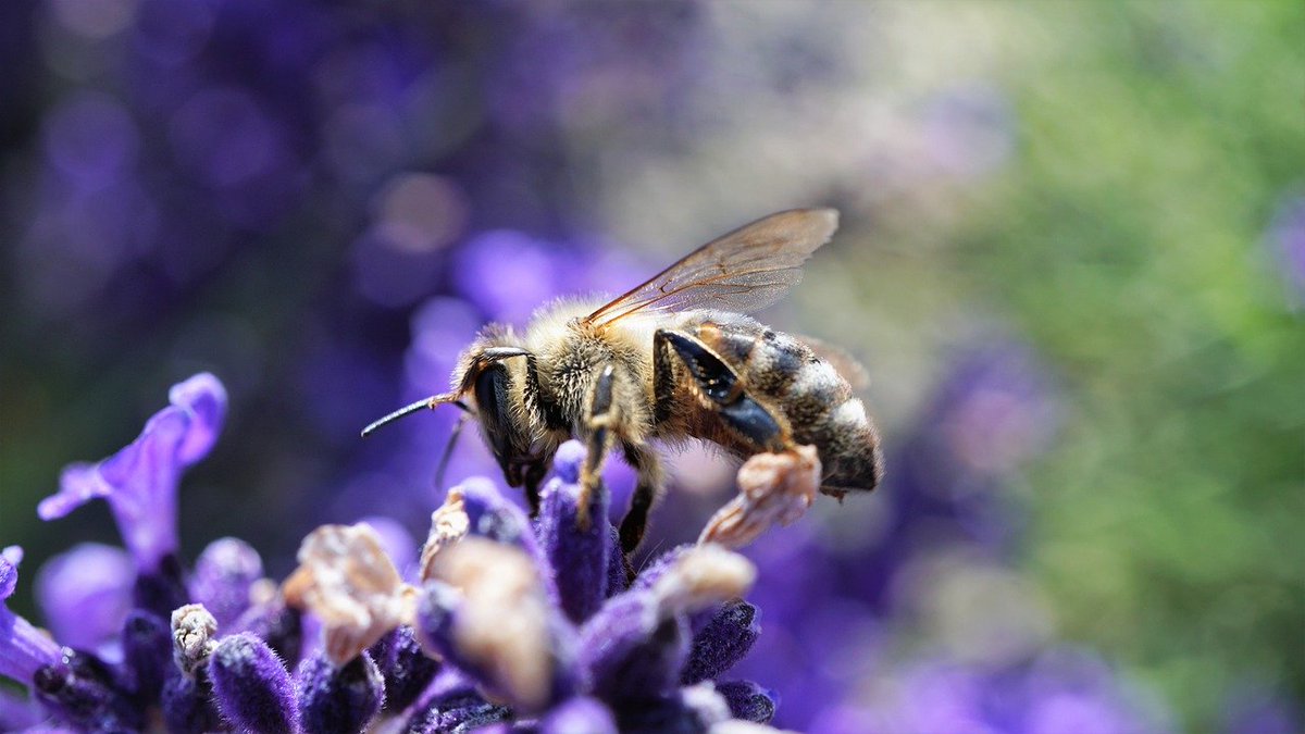 bee, honey bee, lavender