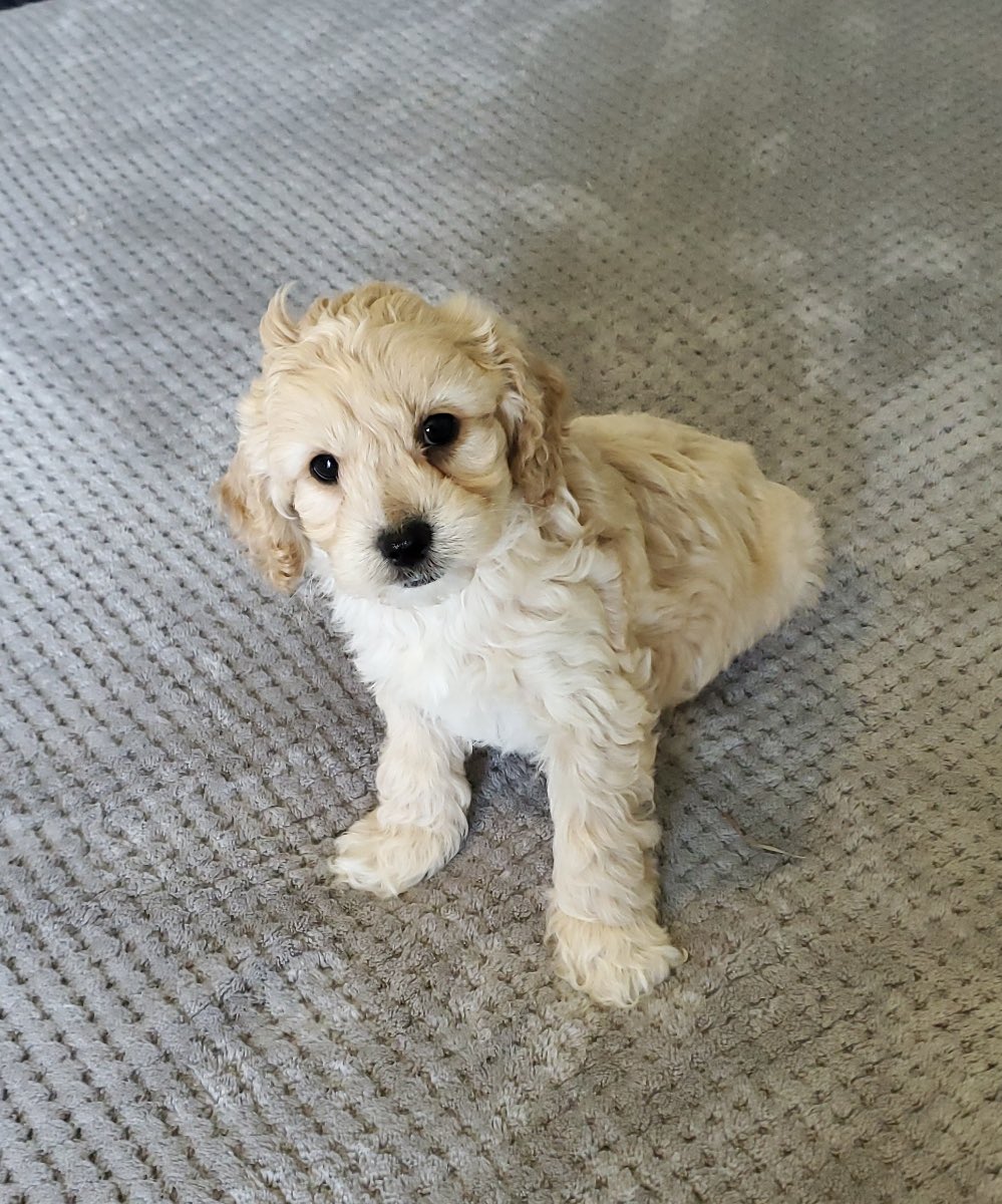 MsJonesin1c's tweet photo. Hello! I’m Calli Jones and I teach 5th grade at TMSE.  Here is a picture of my new puppy.  #TCSTNT https://t.co/gt9kgowFMe