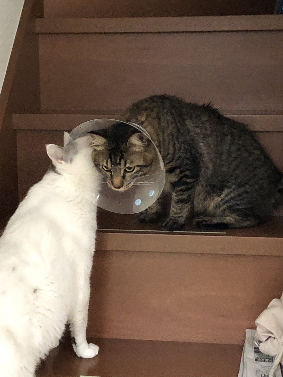 donald0405 (@donald04055) on Twitter photo 