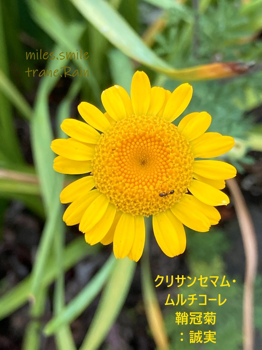 Miles スマイル 夏至 乃東枯 Twitter वर あさのいろ おはよう クリサンセマムムルチコーレ 誠実 キク科コレオステファス属 アルジェリア等地中海沿岸原産 和名 鞘冠菊 別名 ミコニス 花期 春 初夏 一年草 較的寒冷にも強く栽培も容易 横浜には彼方此