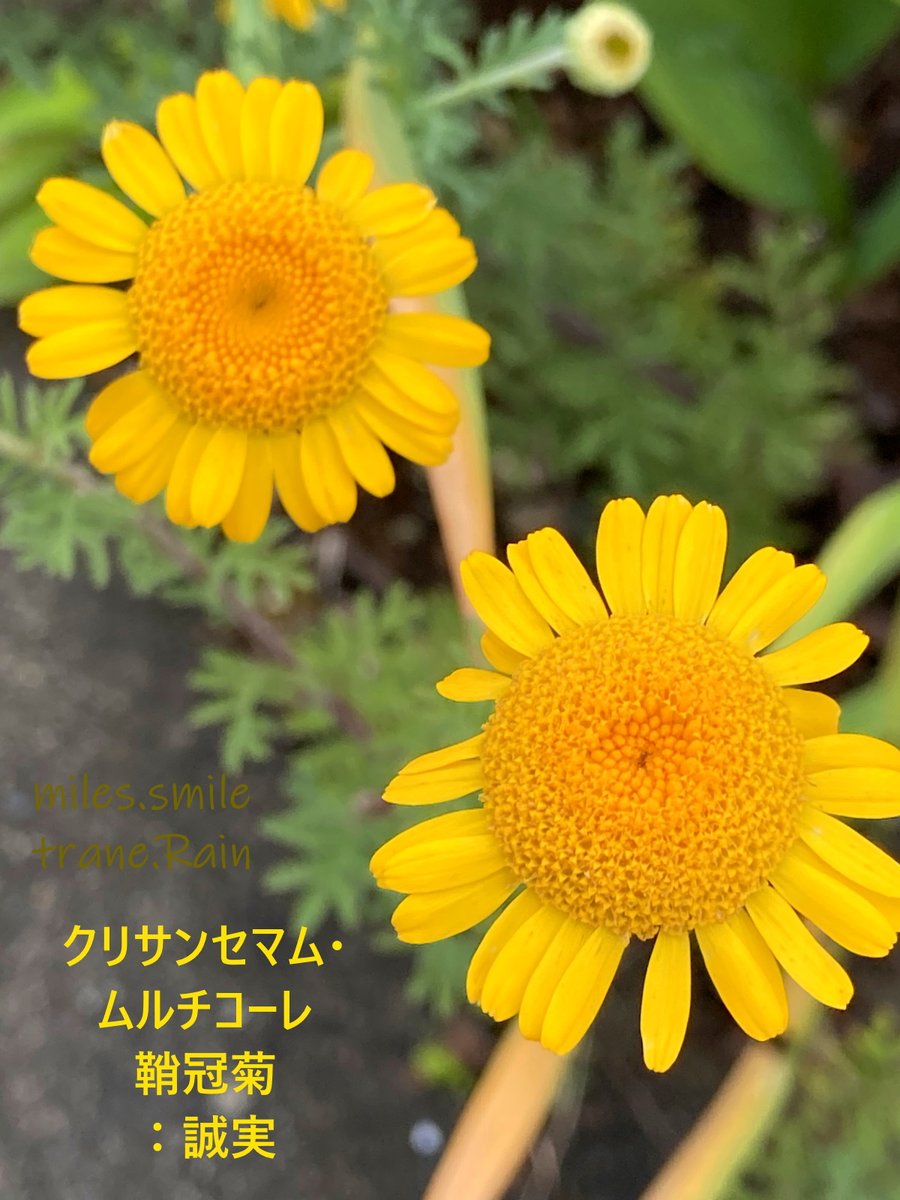 Miles スマイル 夏至 乃東枯 Twitter वर あさのいろ おはよう クリサンセマムムルチコーレ 誠実 キク科コレオステファス属 アルジェリア等地中海沿岸原産 和名 鞘冠菊 別名 ミコニス 花期 春 初夏 一年草 較的寒冷にも強く栽培も容易 横浜には彼方此