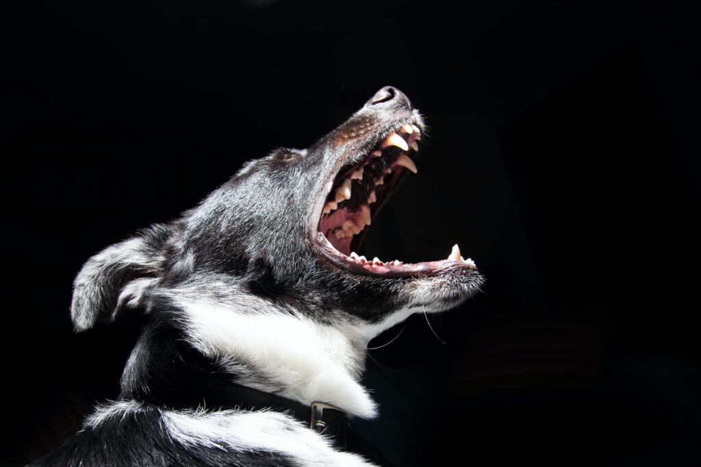 pet_aroono's tweet photo. 4 Reasons Why Your Dog Barks All Night
Is your dog keeping you and your family up all night? Here's what to do if your furry friend can't stop barking in the middle of the night.
https://t.co/XynylSpV6b
#dogbarks #allnightbarking https://t.co/W2S7RPBg0g