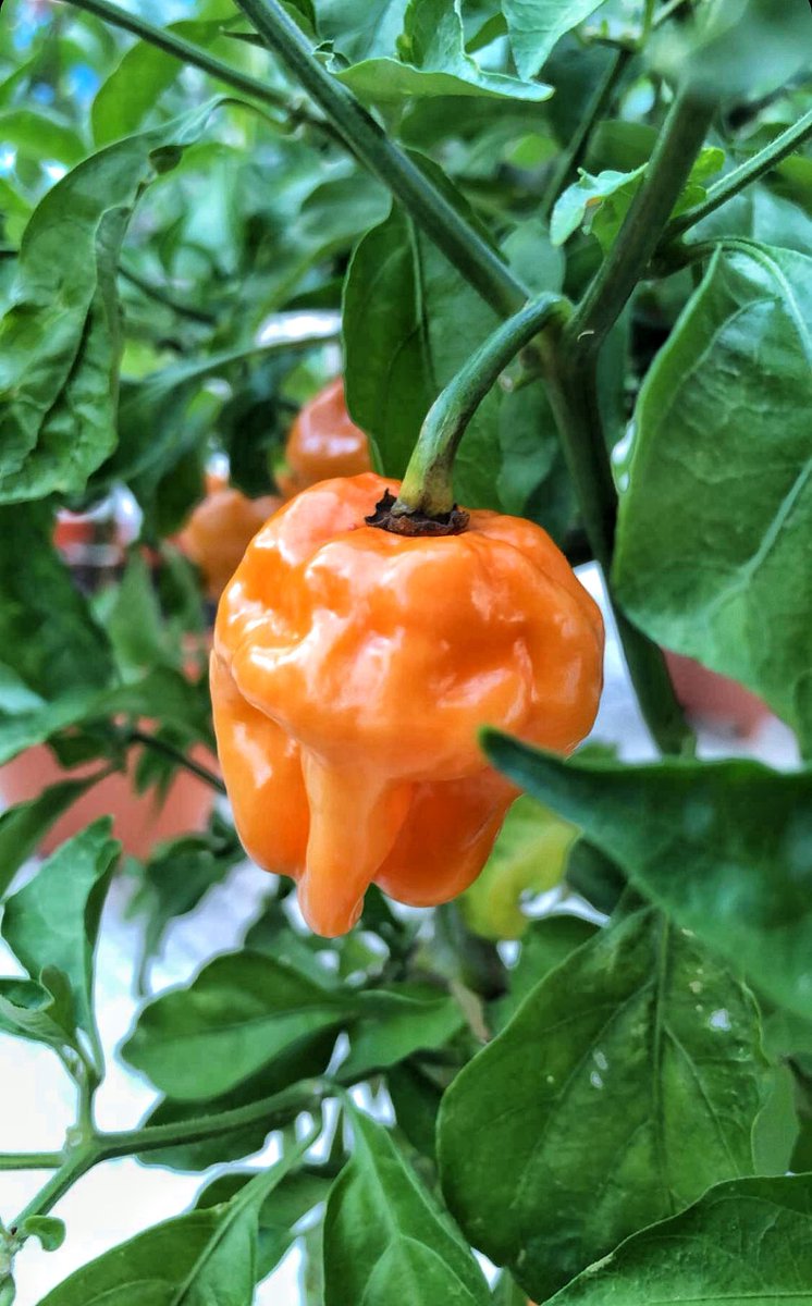 BadgersPeppers's tweet photo. Check out these brightly colored fruits growing in our garden 😎 Habanero Chiles can be many colors depending on the variety including orange, red, brown,white and pink. The hottest Habanero, the Red Savina pepper, is deep red
#BadgersPepperProducts #habanero #BadgersPepperGarden https://t.co/TtcEZ8OPeg